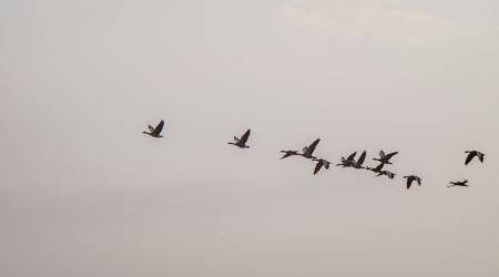 Grupo de aves