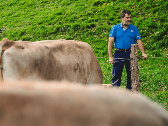 ganadero con vacas